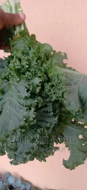 Kale Vegetable Leaf .