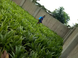 Improved Special Agric TENERA Variety Seedlings