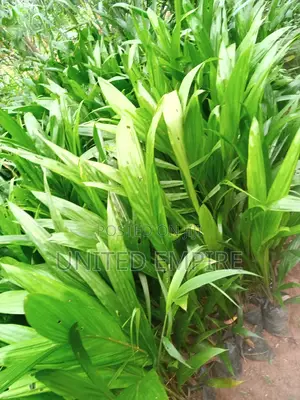 Improved Agric Tenera Treated Seedlings