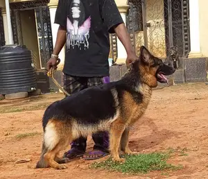 1+ Year Female Purebred German Shepherd