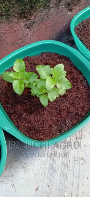 Organic Lemon Balm