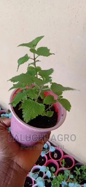 Organic Lemon Balm