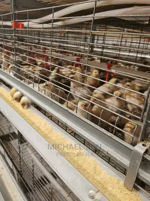 Best Battery Cages