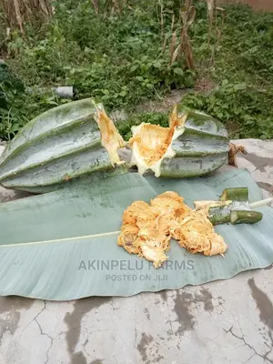 Organic Ugwu Seed/Seedlings.