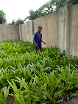 Special Improved Agric Tenera Oil Palm Seedlings