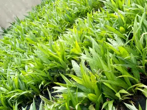 Agric Tenera Oil Palm Seedlings