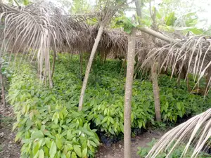 Hybrid Cocoa Seedlings