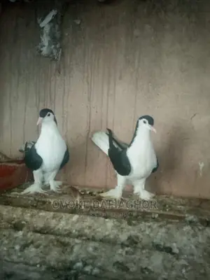 Exotic and Imported Pidgeons, Lahore. Jacobin, Capuchin