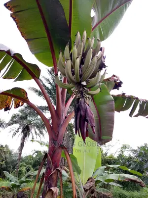 Hybrid Red Plantain
