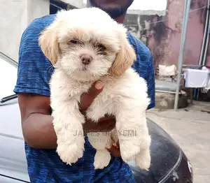 1-3 months Male Purebred Lhasa Apso