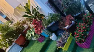 Air Purifying Flowers Plant's