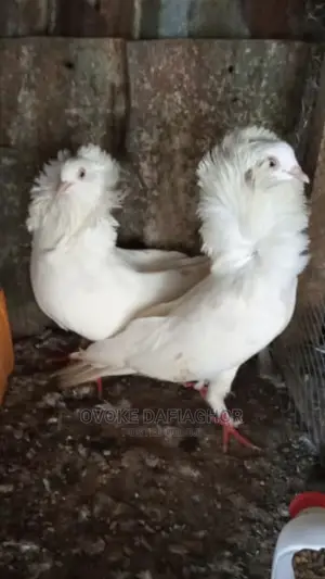 Exotic and Fancy Capuchine Pidgeons