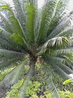 Cycad Palm