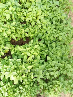 Scent Leave Seeds/Seedlings.