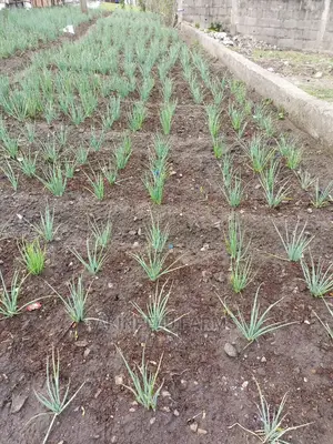 Spring Onion Seeds and Seedlings.