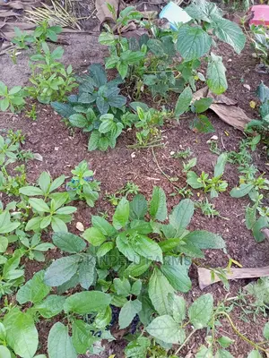 Ugwu Seedlings and Seeds.