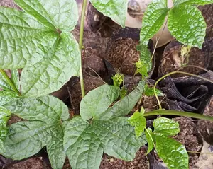 Fluted Pumpkin(Ugwu Seedlings)