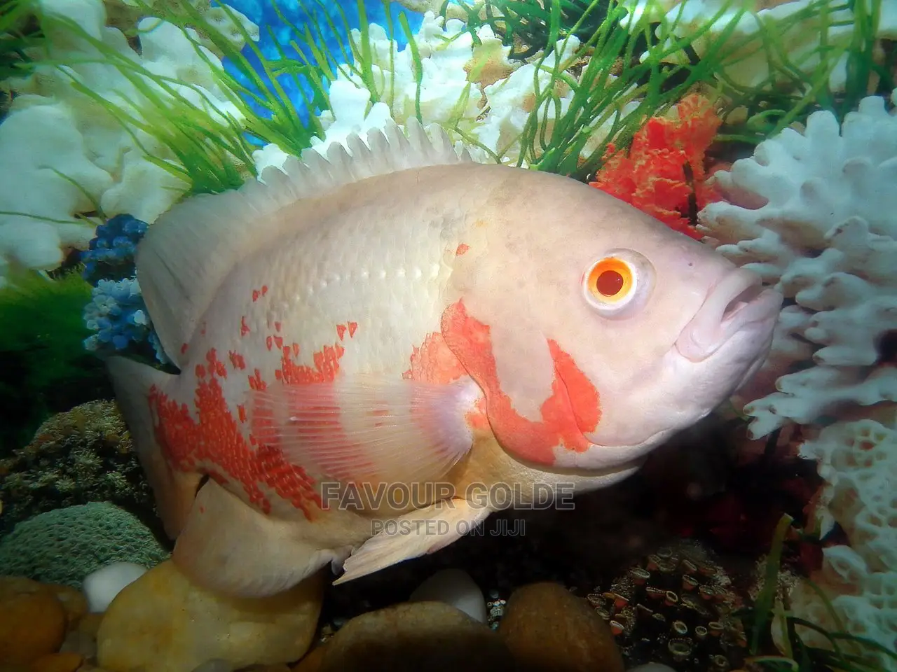 Spotted Oscar Fish