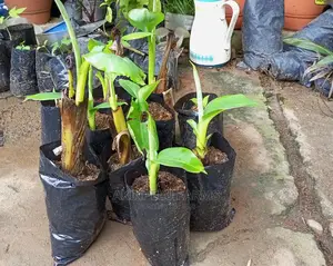 CARVENDISH Dwarf Banana Sucker
