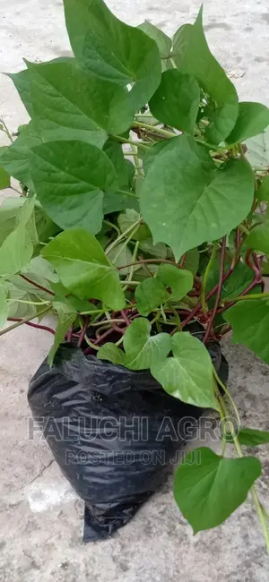 Orange-Fleshed Sweet Potato Vine (Well Rooted)