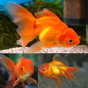 Oranda Gold