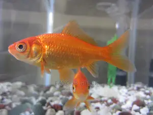 Imported Gold Fishs
