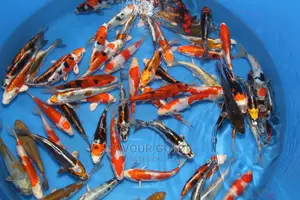 Imported Japanese Koi