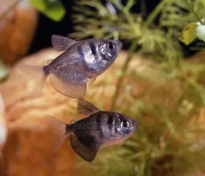Black Shirt Tetra