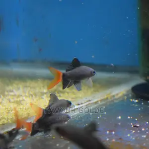 Red Tail Ciger Shark