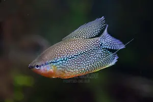 Pearl Guaramy