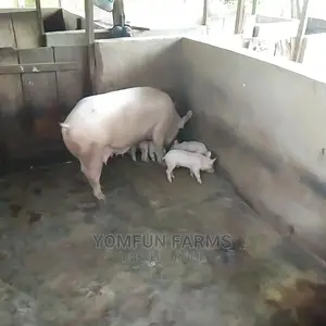 Large White Cross Breed