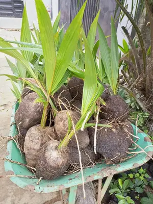 Malaysia-Dwarf Hybrid Coconut Seedlings.
