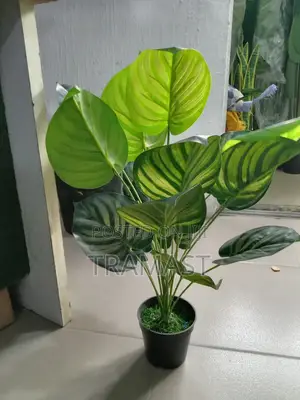 Taro Plant