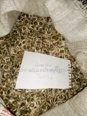 Moringa Oleifera Seed for Sale