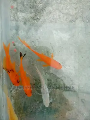 Gold Fishes Fresh Water