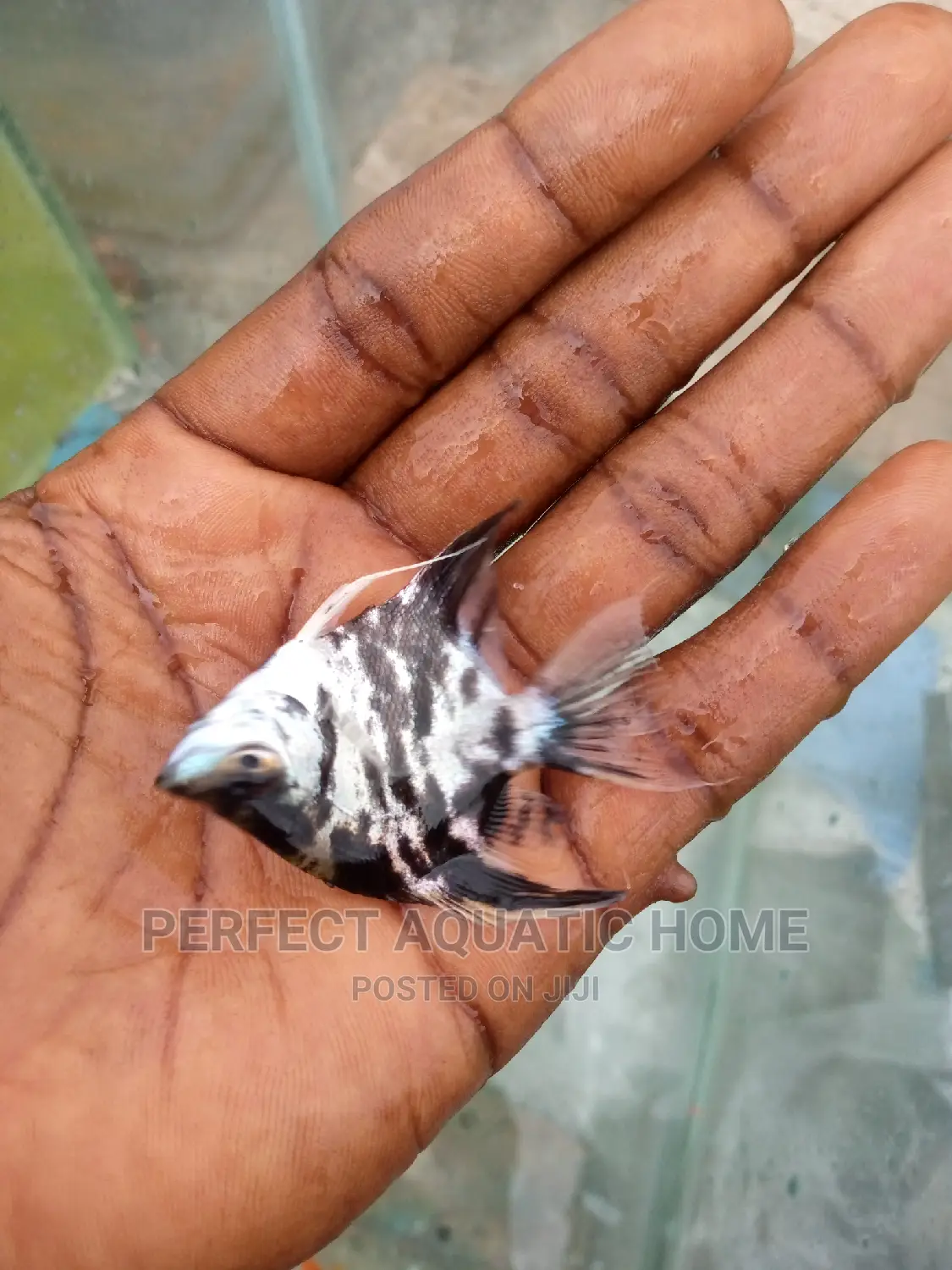 Angle Fishes