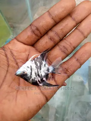 Angle Fishes