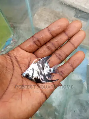 Angle Fishes