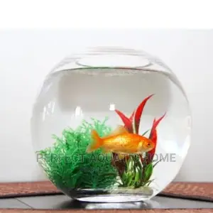 Fish Bowl Kit