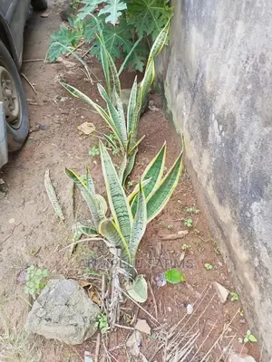 Landscaping and Weed Control Services