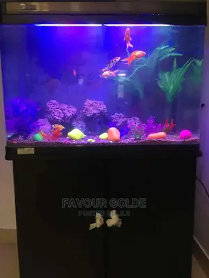 Costumier Aquarium