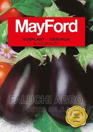 Eggplant Seed (Black Beauty)