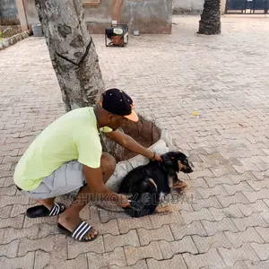 Veterinary Services