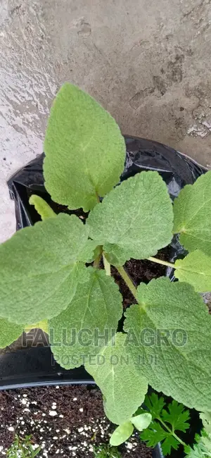 Clary Sage Plants