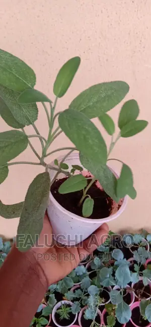 Sage Seedling