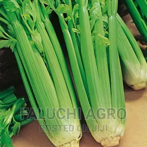 Celery Seeds