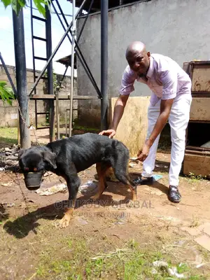 Pet Care Services and Veterinary