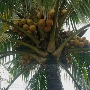 Coconut Seedlings