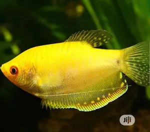 Yellow Gourami 3 Inch