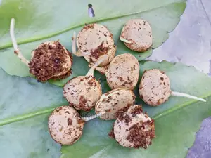 Sprouted Fluted Pumpkin(Ugwu) Seeds